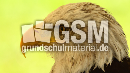 Weißkopf-Seeadler (08).jpg